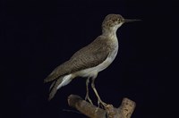 藏品(磯鷸)的圖片